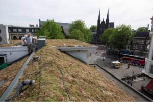 PvdA wil groene daken op overheidsgebouwen